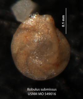 To NMNH Paleobiology Collection (Robulus submissus USNM 549016 holo b)