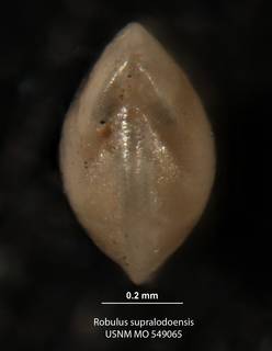 To NMNH Paleobiology Collection (Robulus supralodoensis USMN 549065 holo b)