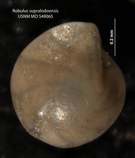 To NMNH Paleobiology Collection (Robulus supralodoensis USMN 549065 holo a)