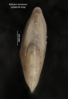 To NMNH Paleobiology Collection (Robulus tanoensis USNM PR 4766 para b)