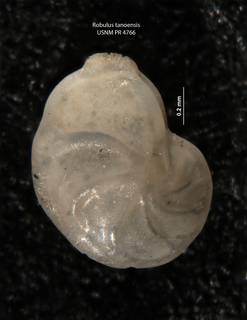 To NMNH Paleobiology Collection (Robulus tanoensis USNM PR 4766 para a)