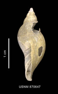 To NMNH Extant Collection (Paradmete fragillima (Watson, 1882) lateral view)