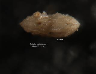 To NMNH Paleobiology Collection (Robulus trinitatensis CC 15316 Holo b)