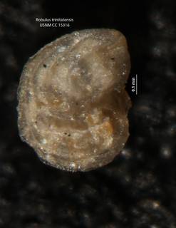 To NMNH Paleobiology Collection (Robulus trinitatensis CC 15316 Holo a)