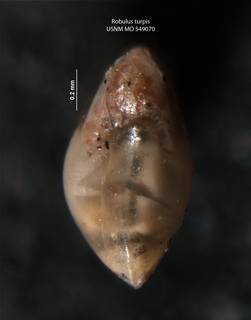 To NMNH Paleobiology Collection (Robulus turpis USNM 549070 holo b)