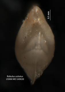 To NMNH Paleobiology Collection (Robulus usitatus USNM 549020 holo b)