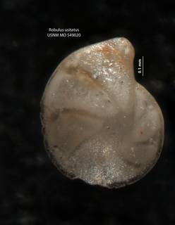 To NMNH Paleobiology Collection (Robulus usitatus USNM 549020 holo a)
