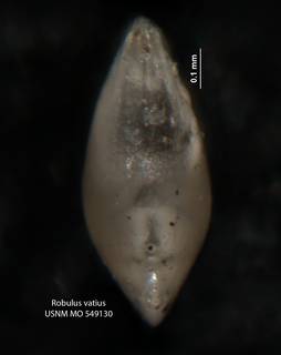 To NMNH Paleobiology Collection (Robulus vatius USNM 549130 holo b)