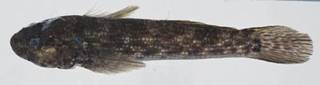 To NMNH Extant Collection (Bathygobius antilliensis USNM 398073 photograph lateral view)