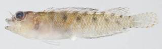 To NMNH Extant Collection (Starksia greenfieldi USNM 398922 photograph lateral view)