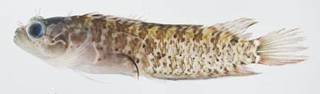 To NMNH Extant Collection (Starksia guttata USNM 399631 photograph lateral view)