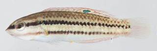 To NMNH Extant Collection (Halichoeres bivittatus USNM 413242 photograph lateral view)