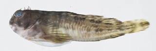 To NMNH Extant Collection (Scartella cristata USNM 413267 photograph lateral view)