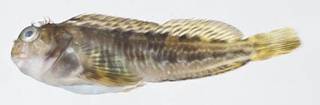 To NMNH Extant Collection (Scartella cristata USNM 413268 photograph lateral view)