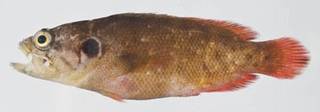 To NMNH Extant Collection (Pseudogramma gregoryi USNM 413288 photograph lateral view)