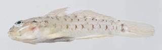 To NMNH Extant Collection (Coryphopterus tortugae USNM 413295 photograph lateral view)