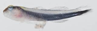 To NMNH Extant Collection (Elacatinus prochilos USNM 413310 photograph lateral view)