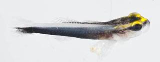 To NMNH Extant Collection (Elacatinus prochilos USNM 413332 photograph lateral view)