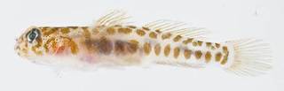 To NMNH Extant Collection (Tigrigobius saucrus USNM 413335 photograph lateral view)