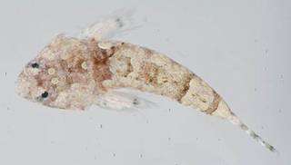 To NMNH Extant Collection (Paradiplogrammus bairdi USNM 413345 photograph dorsal view)