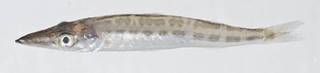 To NMNH Extant Collection (Sphyraena picudilla USNM 413350 photograph lateral view)