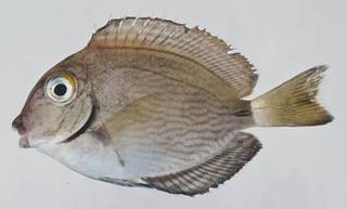 To NMNH Extant Collection (Acanthurus bahianus USNM 413383 photograph lateral view)