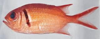 To NMNH Extant Collection (Myripristis jacobus USNM 413384 photograph lateral view)