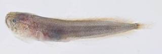 To NMNH Extant Collection (Ogilbia USNM 414263 photograph lateral view)
