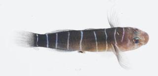 To NMNH Extant Collection (Ginsbergellus novemlineatus USNM 414283 photograph lateral view)