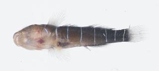 To NMNH Extant Collection (Ginsbergellus novemlineatus USNM 414284 photograph lateral view)