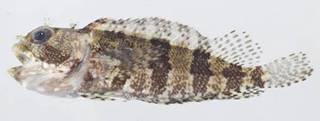 To NMNH Extant Collection (Labrisomus USNM 414294 photograph lateral view)