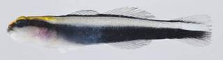 To NMNH Extant Collection (Elacatinus genie USNM 414298 photograph lateral view)