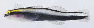 To NMNH Extant Collection (Elacatinus genie USNM 414300 photograph lateral view)