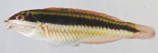 To NMNH Extant Collection (Halichoeres maculipinna USNM 414308 photograph lateral view)