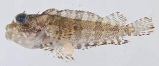 To NMNH Extant Collection (Labrisomus guppyi USNM 414321 photograph lateral view)