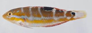To NMNH Extant Collection (Halichoeres radiatus USNM 414345 photograph lateral view)