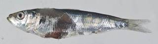 To NMNH Extant Collection (Sardinella USNM 414362 photograph lateral view)