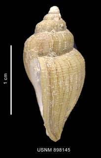 To NMNH Extant Collection (Paradmete curta Strebel, 1908 lateral view)