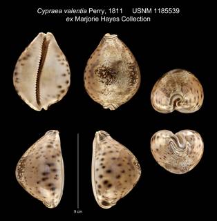 To NMNH Extant Collection (Cypraea valentia Perry, 1811 USNM 1185539 ex Marjorie Hayes Collection)