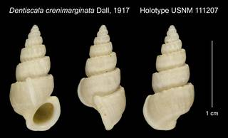 To NMNH Extant Collection (Dentiscala crenimarginata Dall, 1917 Holotype USNM 111207)