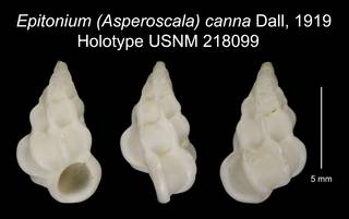 To NMNH Extant Collection (Epitonium (Asperoscala) canna Dall, 1919 Holotype USNM 218099)