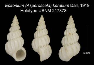 To NMNH Extant Collection (Epitonium (Asperoscala) keratium Dall, 1919 Holotype USNM 217878)