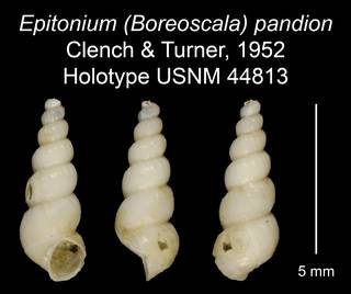 To NMNH Extant Collection (Epitonium (Boreoscala) pandion Clench & Turner, 1952 Holotype USNM 44813)