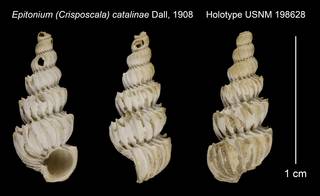 To NMNH Extant Collection (Epitonium (Crisposcala) catalinae Dall, 1908 Holotype USNM 198628)