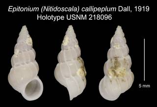 To NMNH Extant Collection (Epitonium (Nitidoscala) callipeplum Dall, 1919 Holotype USNM 218096)