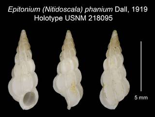To NMNH Extant Collection (Epitonium (Nitidoscala) phanium Dall, 1919 Holotype USNM 218095)