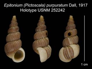 To NMNH Extant Collection (Epitonium (Pictoscala) purpuratum Dall, 1917 Holotype USNM 252242)