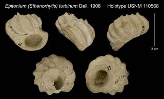 To NMNH Extant Collection (Epitonium (Sthenorhytis) turbinum Dall, 1908 Holotype USNM 110568)
