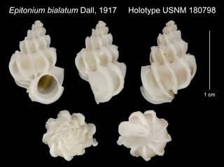 To NMNH Extant Collection (Epitonium bialatum Dall, 1917 Holotype USNM 180798)