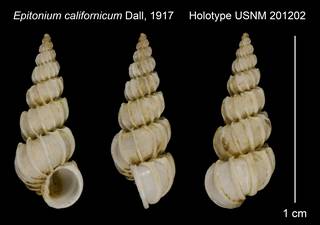 To NMNH Extant Collection (Epitonium californicum Dall, 1917 Holotype USNM 201202)